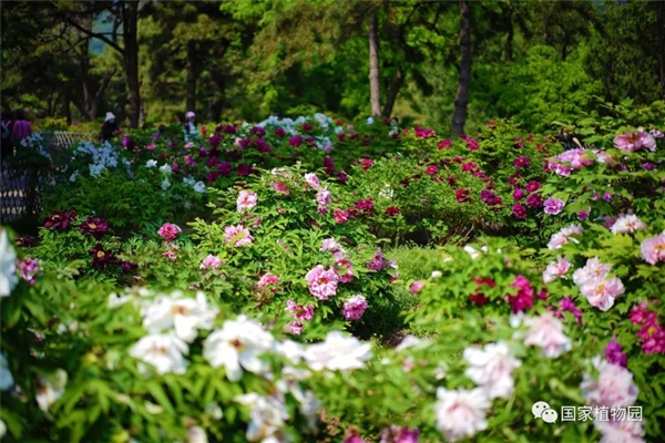 国家植物园正式揭牌：植物超3万种！附详尽游览攻略