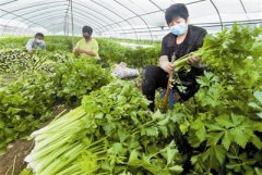 天津北辰区双街镇庞嘴村新品芹菜获得丰收 具有口感脆嫩等特点