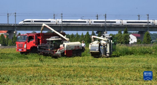 夏日“双抢”忙