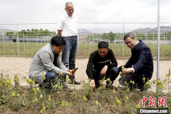 澳门资料大全 正版资料查询: 青海：摸清中藏药资源家底及动态变化规律