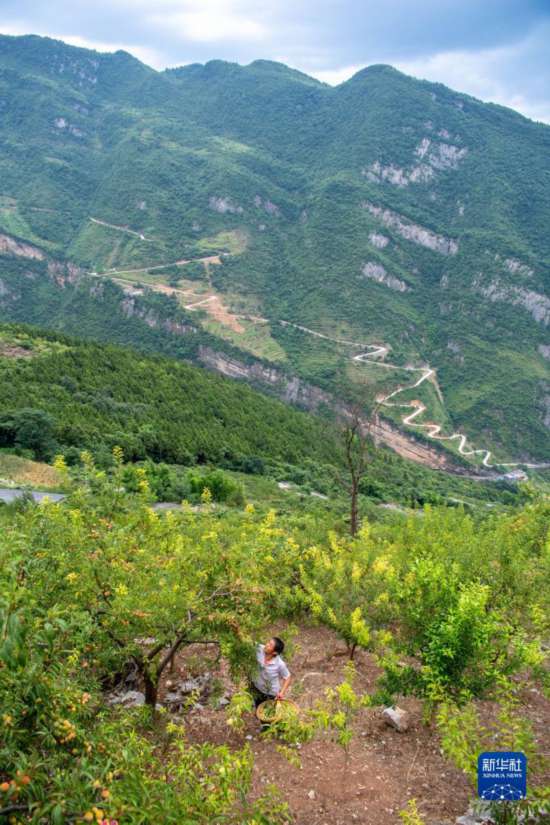 澳门传真网站: 重庆万银村：发展山间果林种植带动村民致富